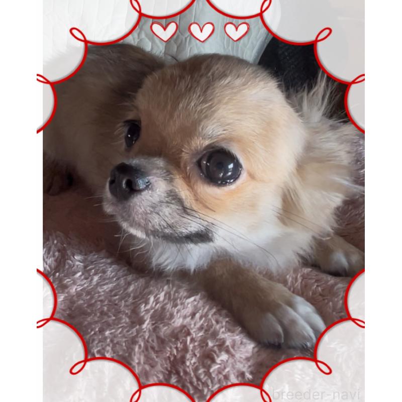 成約済の東京都のチワワ(ロングコート)-406718の6枚目