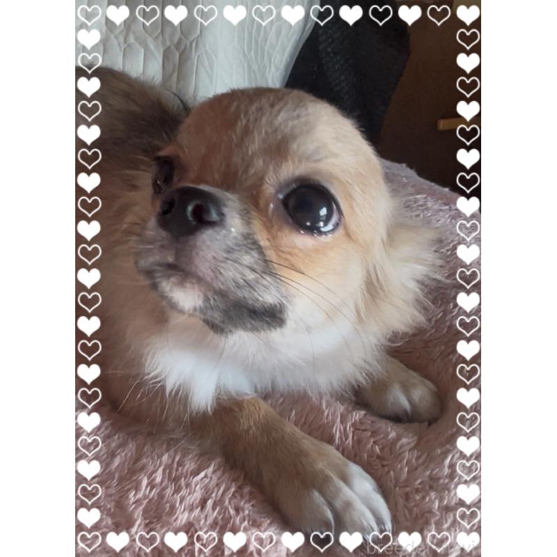 成約済の東京都のチワワ(ロングコート)-406718の5枚目