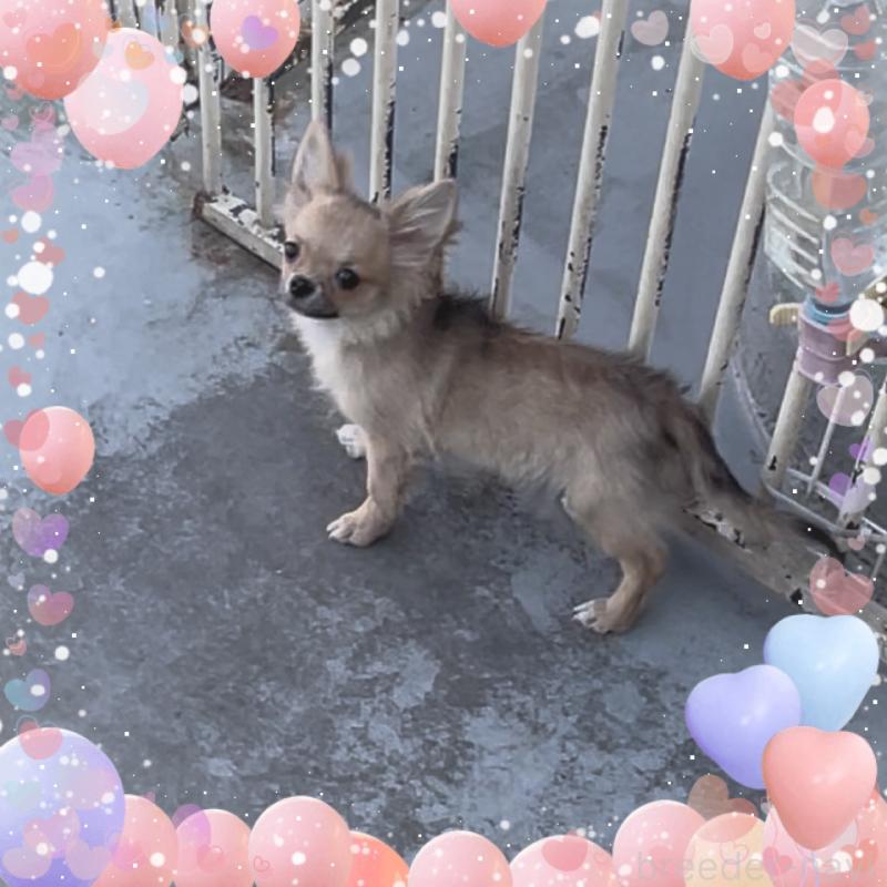 成約済の東京都のチワワ(ロングコート)-406718の4枚目