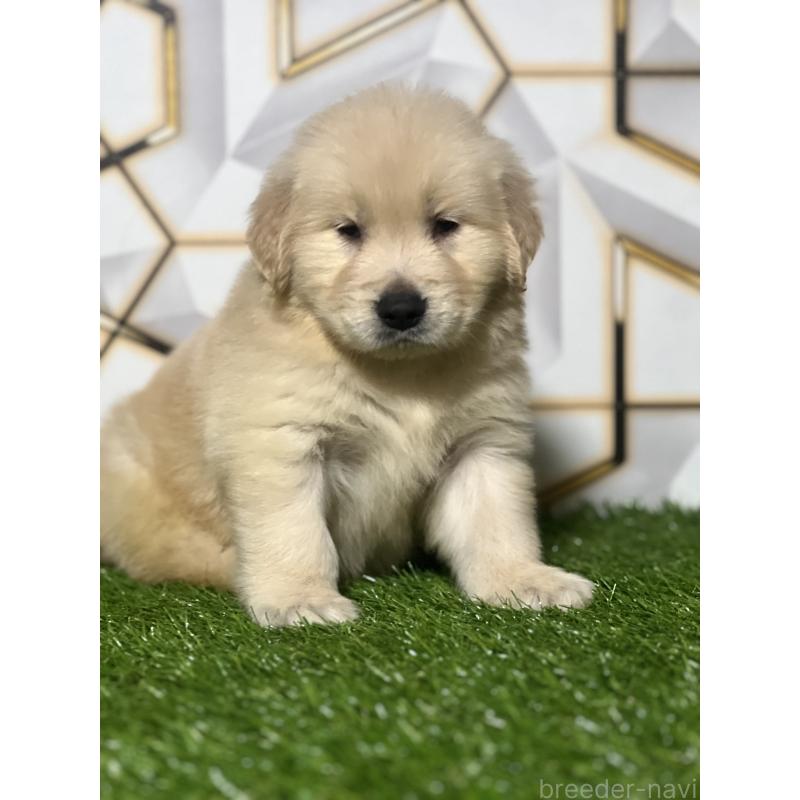 販売中の静岡県のゴールデンレトリーバー-428614の6枚目