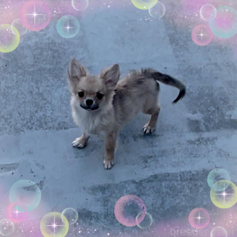 成約済の東京都のチワワ(ロングコート)-406718の3枚目