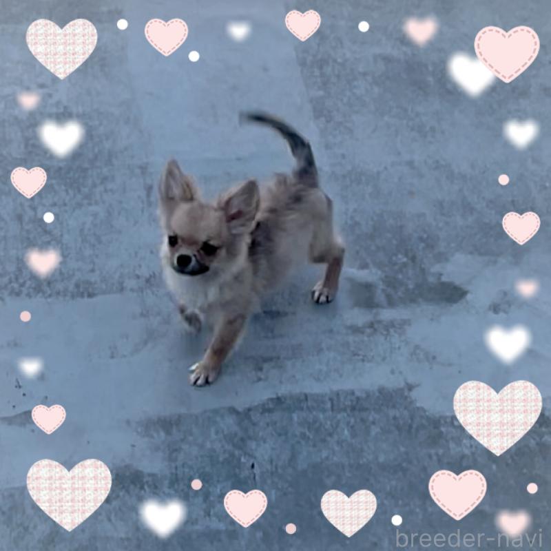 成約済の東京都のチワワ(ロングコート)-406718の2枚目