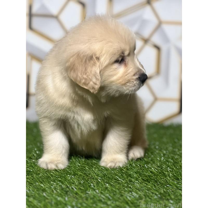 販売中の静岡県のゴールデンレトリーバー-428614の5枚目