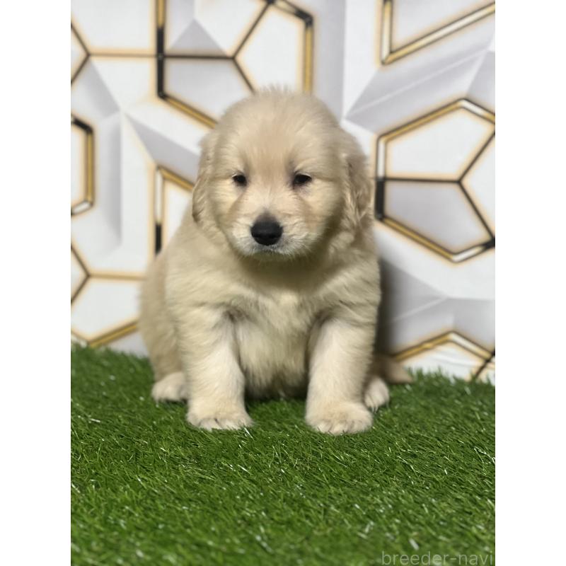 販売中の静岡県のゴールデンレトリーバー-428614の4枚目