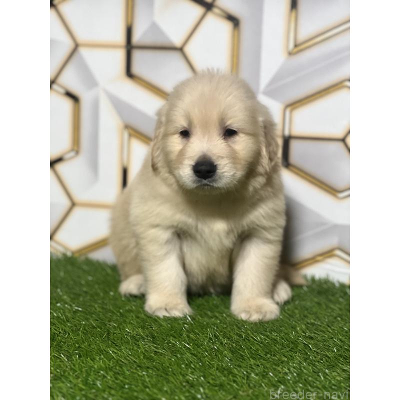 販売中の静岡県のゴールデンレトリーバー-428614の3枚目