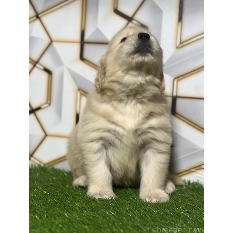 販売中の静岡県のゴールデンレトリーバー-428614の2枚目