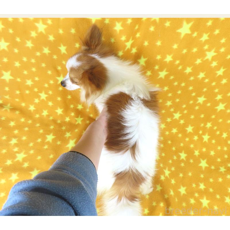 成約済の千葉県のパピヨン-422213の5枚目