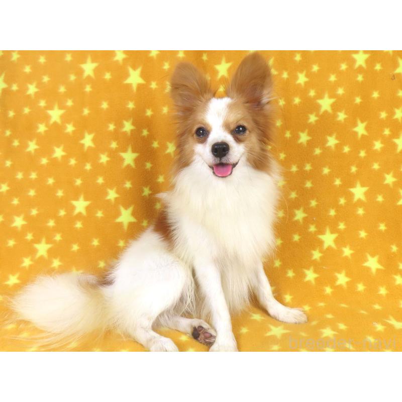 成約済の千葉県のパピヨン-422213の2枚目