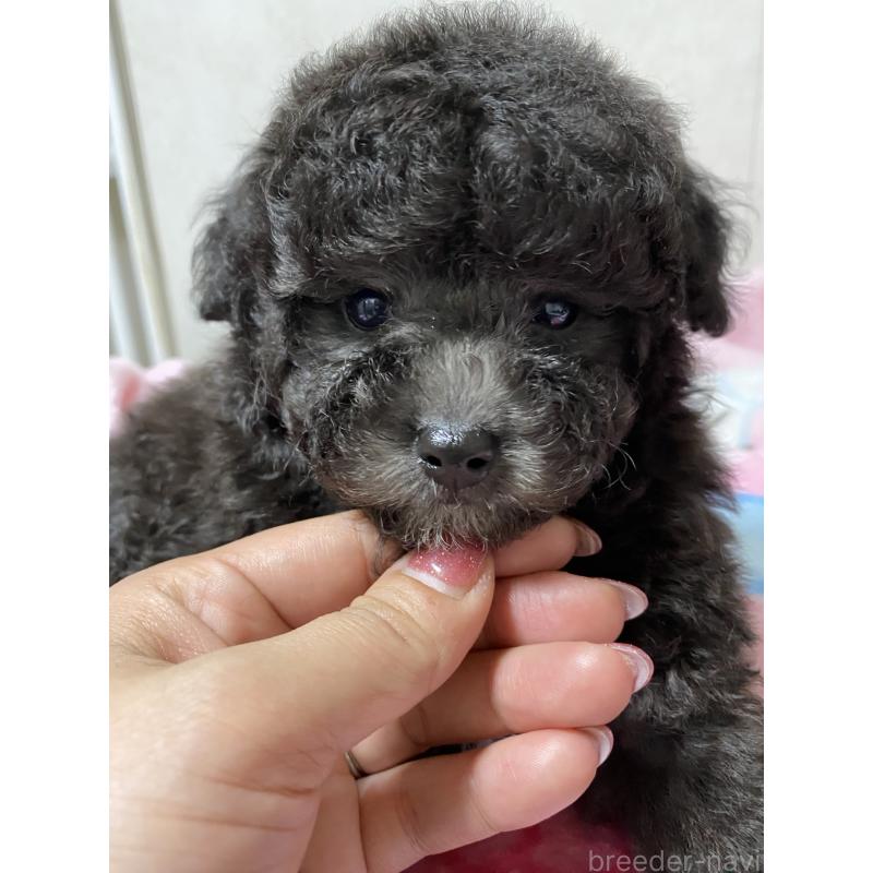 販売中の岡山県のトイプードル-426010