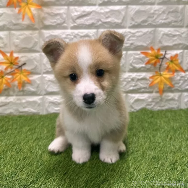 販売中の愛知県のウェルシュコーギーペンブローク-426386