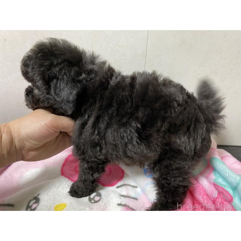 成約済の岡山県のトイプードル-426010の4枚目