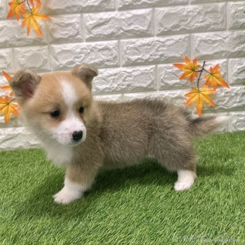 販売中の愛知県のウェルシュコーギーペンブローク-426386の5枚目