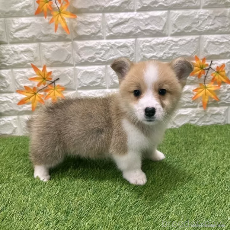 販売中の愛知県のウェルシュコーギーペンブローク-426386の4枚目