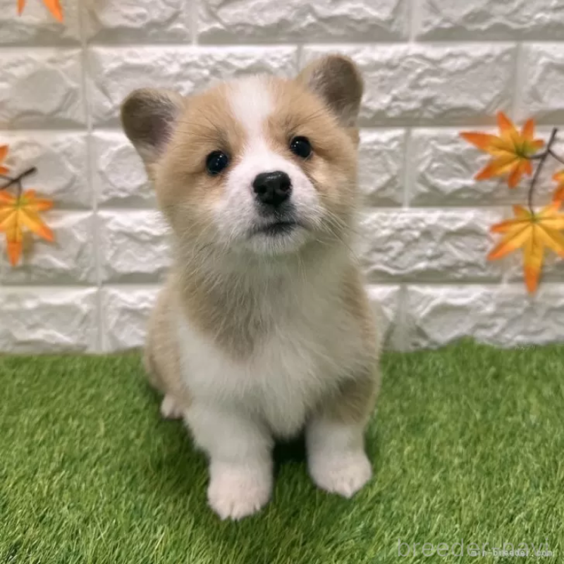 販売中の愛知県のウェルシュコーギーペンブローク-426386の3枚目