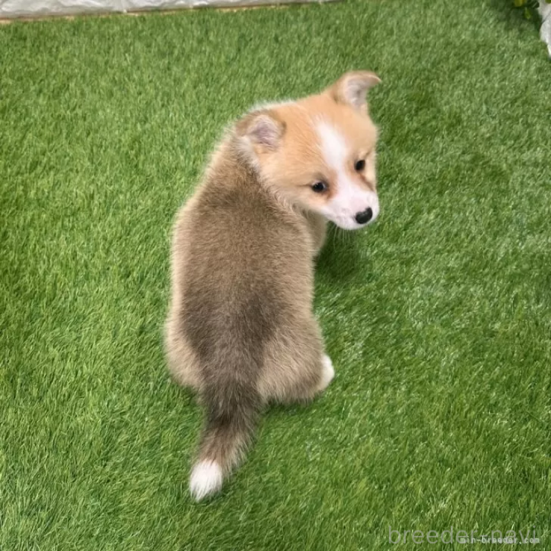 販売中の愛知県のウェルシュコーギーペンブローク-426386の2枚目