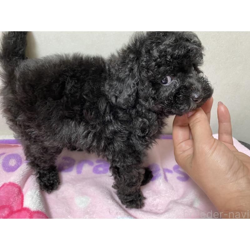 成約済の岡山県のタイニープードル-426432の2枚目