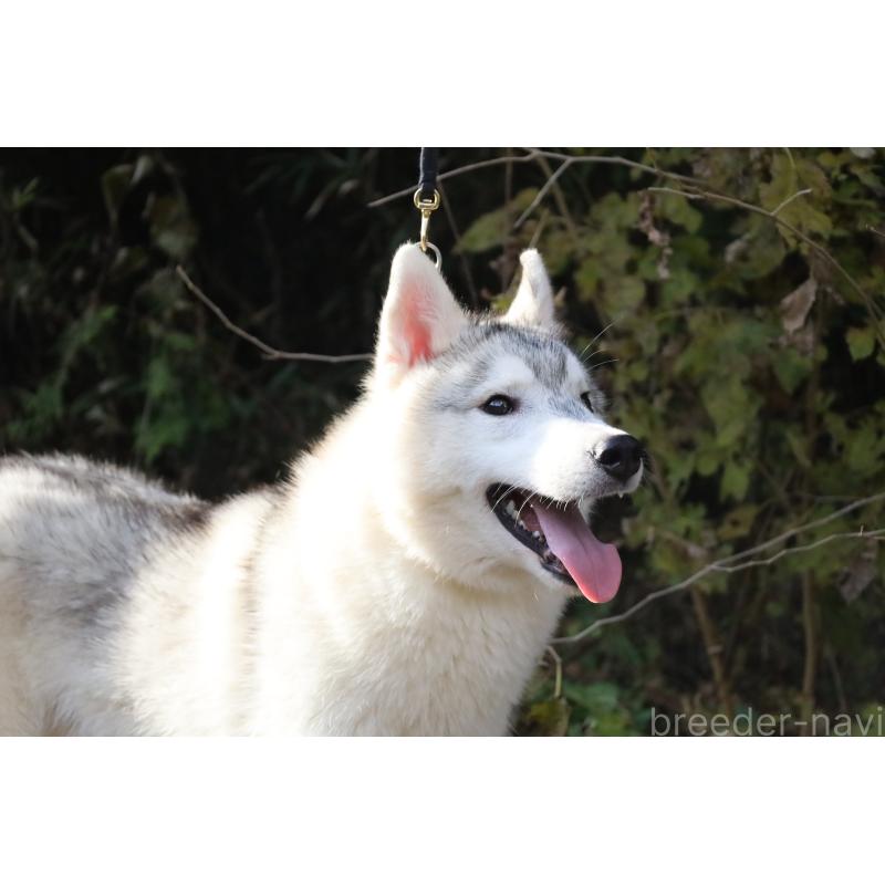 販売中の栃木県のシベリアンハスキー-407644の13枚目