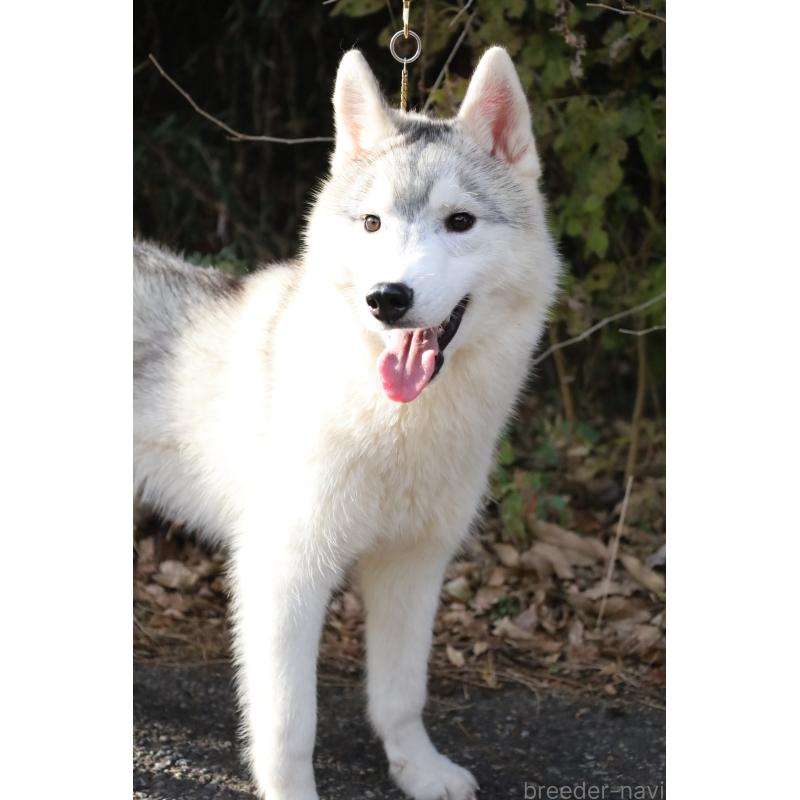 販売中の栃木県のシベリアンハスキー-407644の12枚目