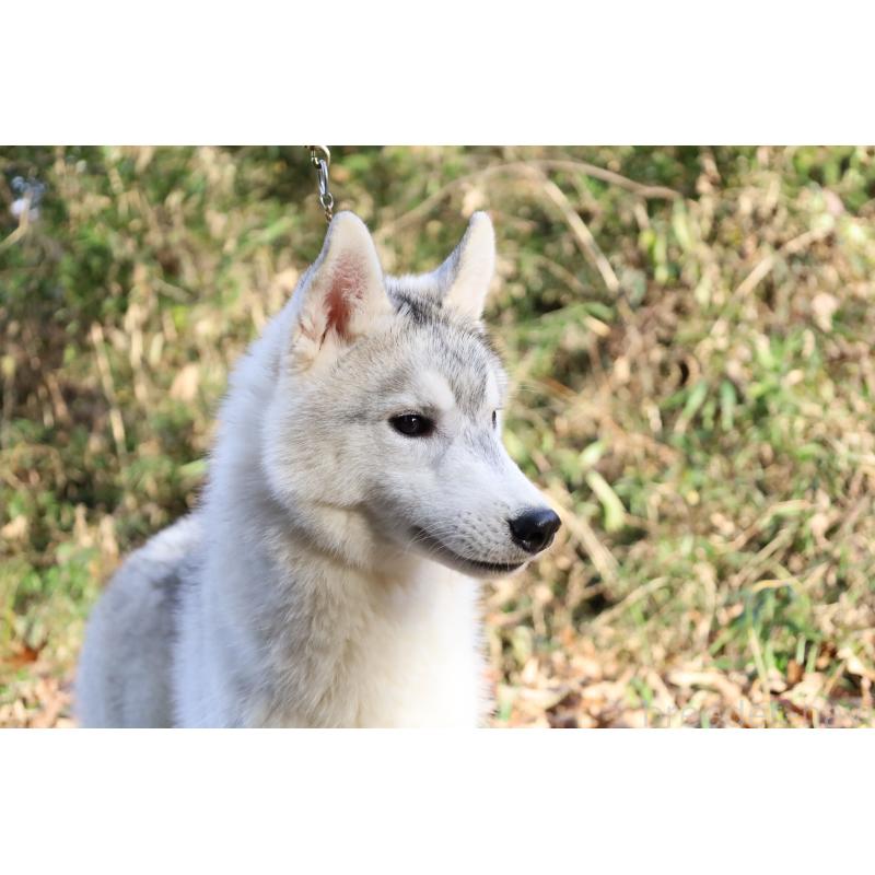 販売中の栃木県のシベリアンハスキー-407644の11枚目