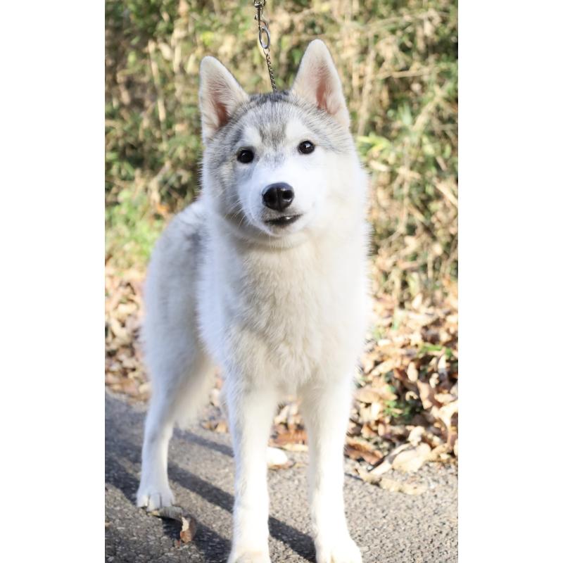 販売中の栃木県のシベリアンハスキー-407644の10枚目