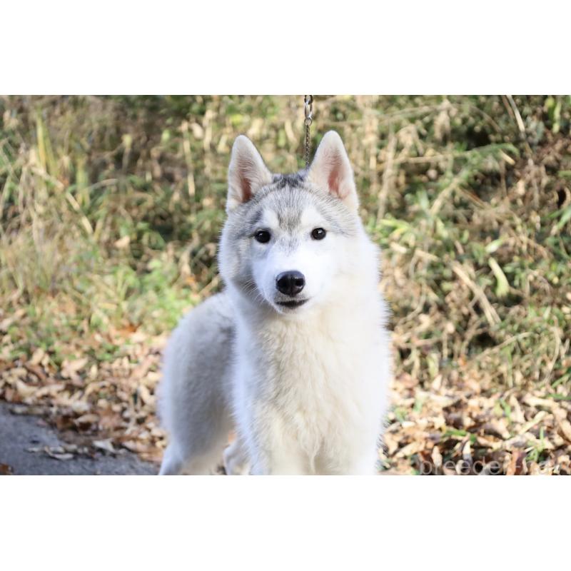販売中の栃木県のシベリアンハスキー-407644の9枚目