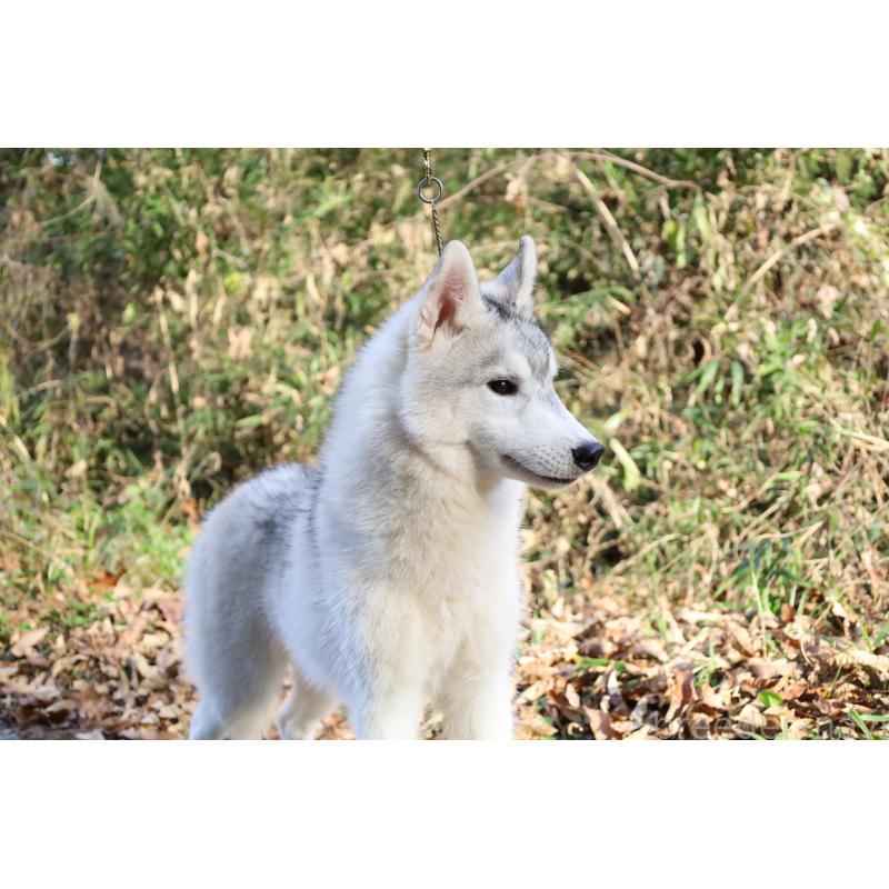 販売中の栃木県のシベリアンハスキー-407644の8枚目