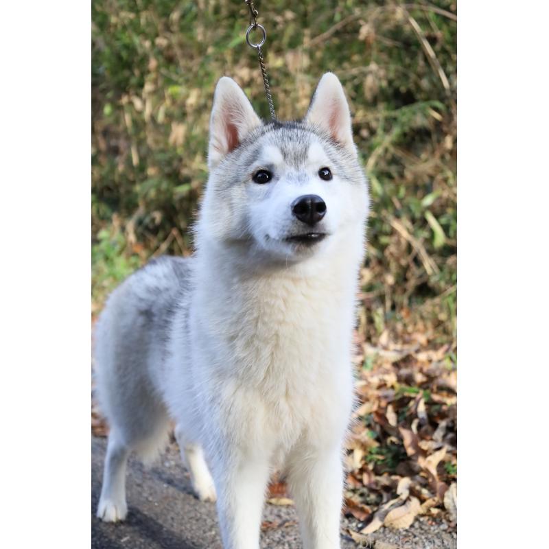 販売中の栃木県のシベリアンハスキー-407644