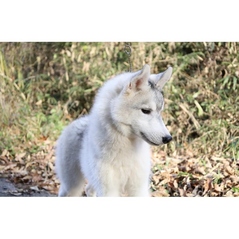 販売中の栃木県のシベリアンハスキー-407644の6枚目