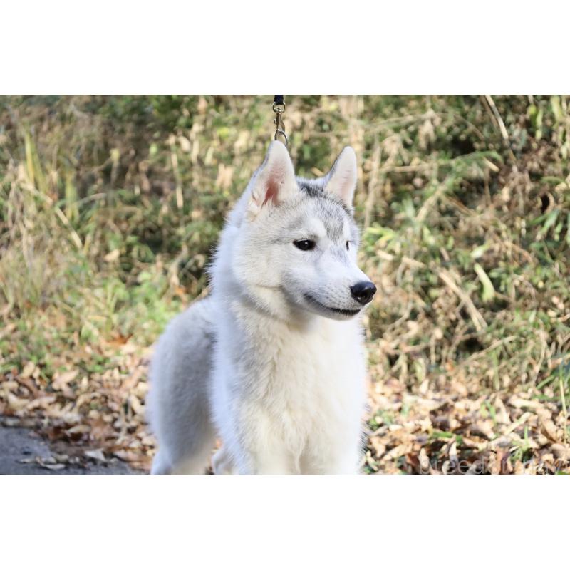 販売中の栃木県のシベリアンハスキー-407644の5枚目