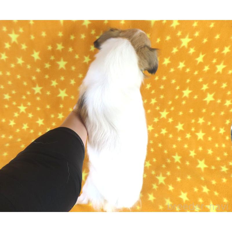 成約済の千葉県のミックス犬-379892の5枚目