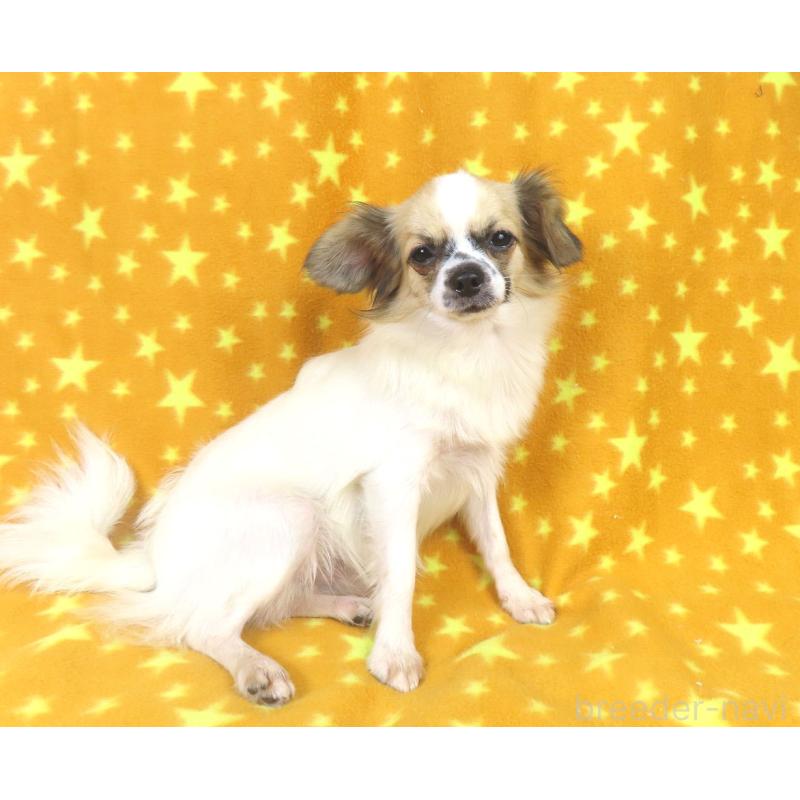 成約済の千葉県のミックス犬-379892の4枚目