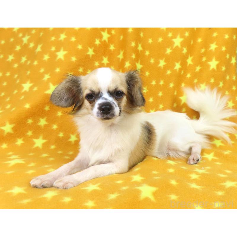 成約済の千葉県のミックス犬-379892の3枚目