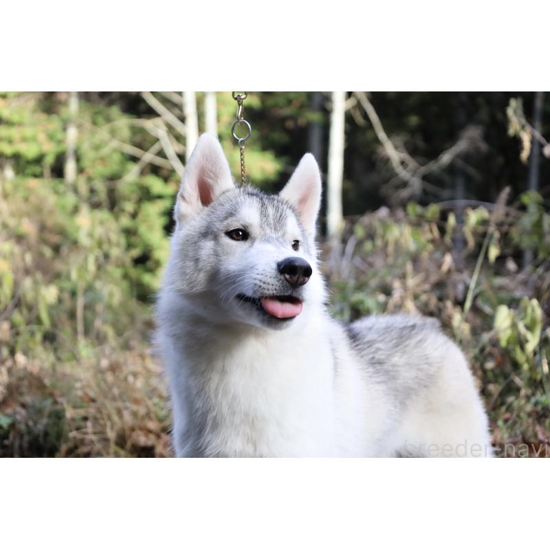 販売中の栃木県のシベリアンハスキー-407641の11枚目