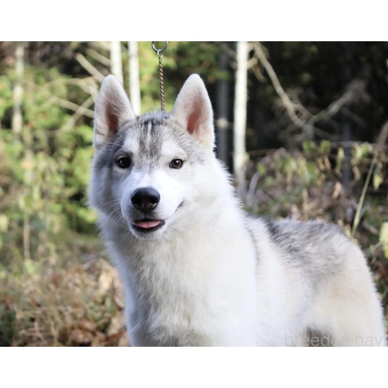 販売中の栃木県のシベリアンハスキー-407641の10枚目