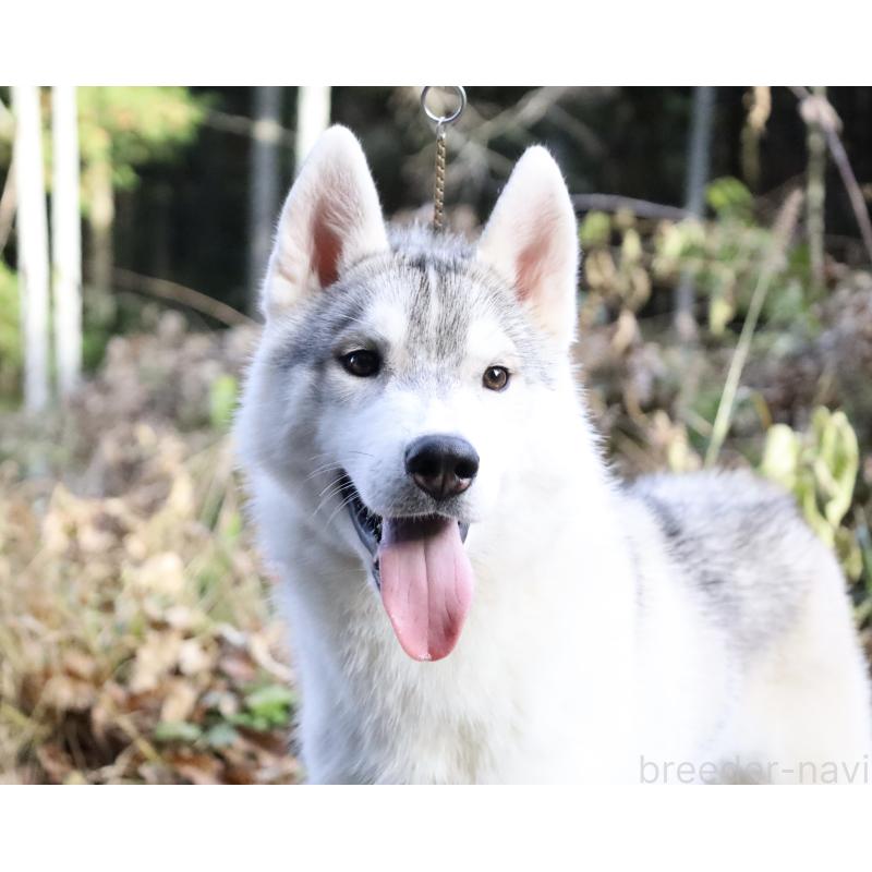 販売中の栃木県のシベリアンハスキー-407641の9枚目