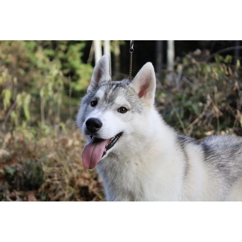 販売中の栃木県のシベリアンハスキー-407641の8枚目