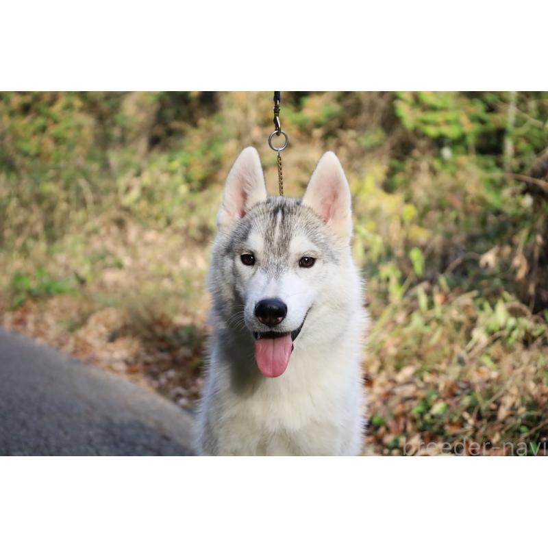 販売中の栃木県のシベリアンハスキー-407641の7枚目