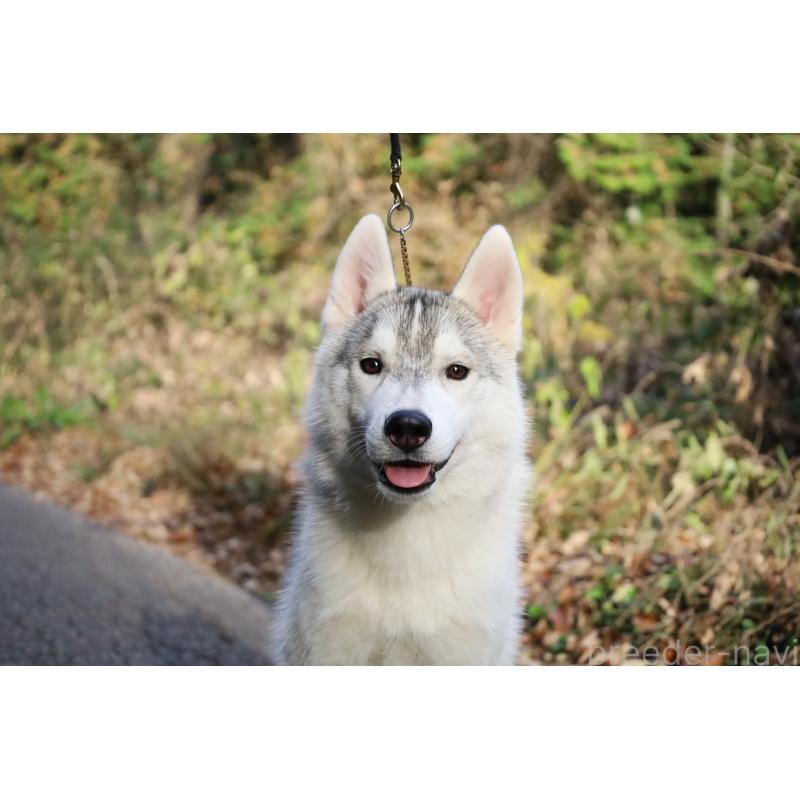 販売中の栃木県のシベリアンハスキー-407641の6枚目