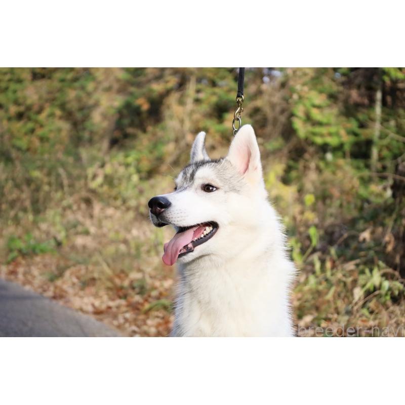 販売中の栃木県のシベリアンハスキー-407641の5枚目