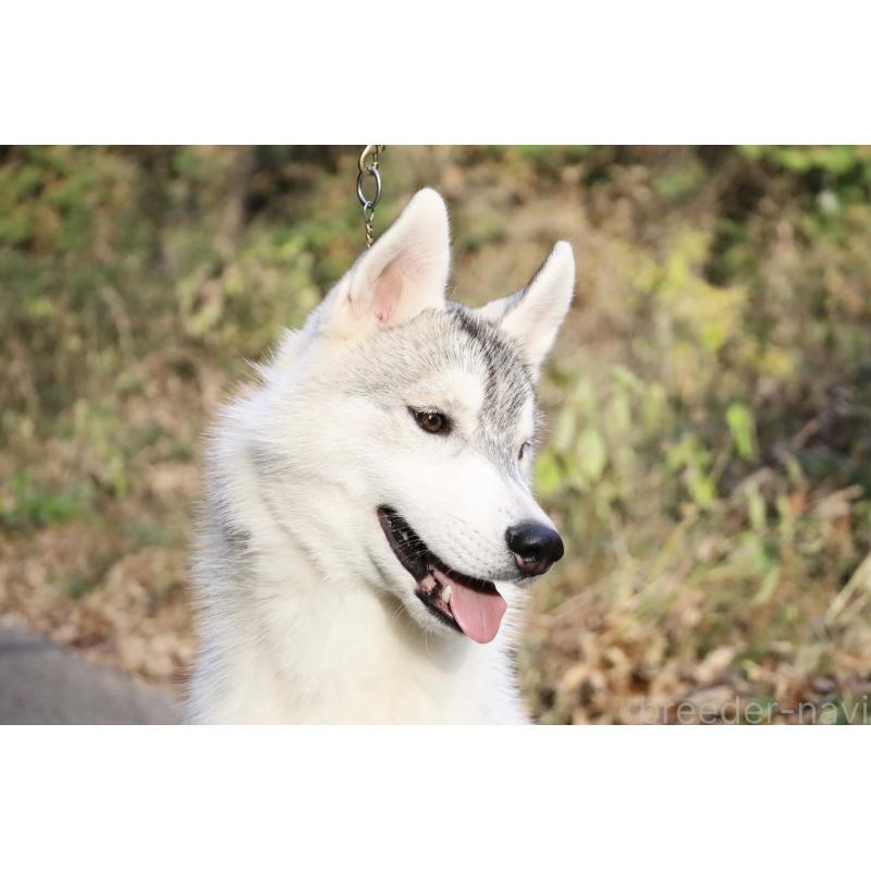 販売中の栃木県のシベリアンハスキー-407641の4枚目
