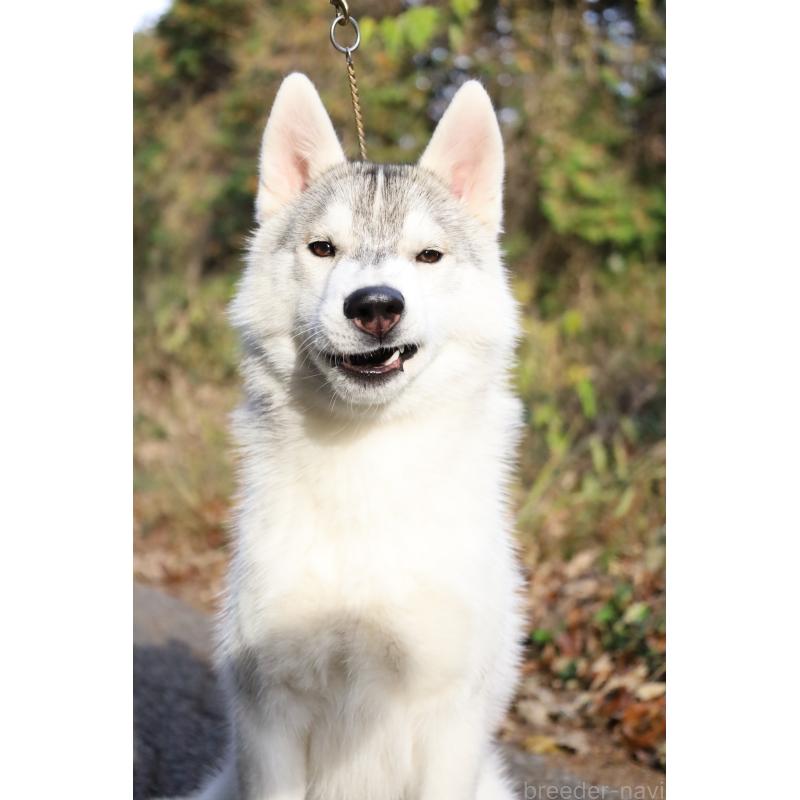 販売中の栃木県のシベリアンハスキー-407641の3枚目
