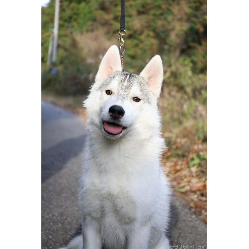 販売中の栃木県のシベリアンハスキー-407641の2枚目