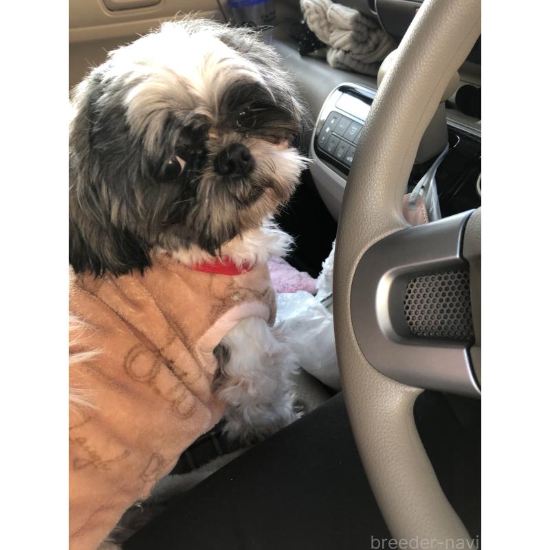 成約済の愛媛県のシーズー-412501の3枚目