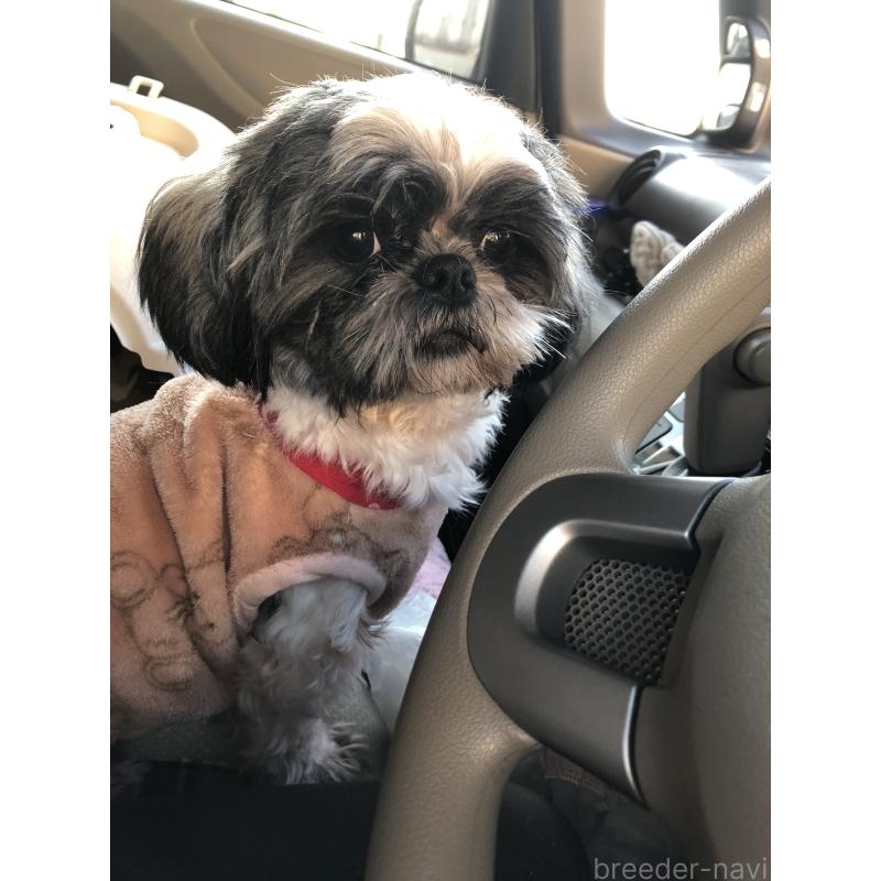 成約済の愛媛県のシーズー-412501の2枚目