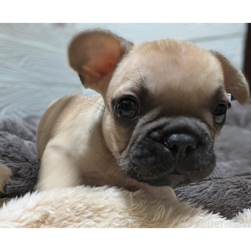 販売中の愛媛県のフレンチブルドッグ-419544の3枚目