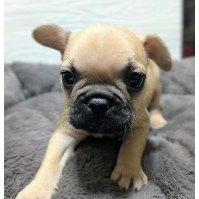販売中の愛媛県のフレンチブルドッグ-419544の2枚目