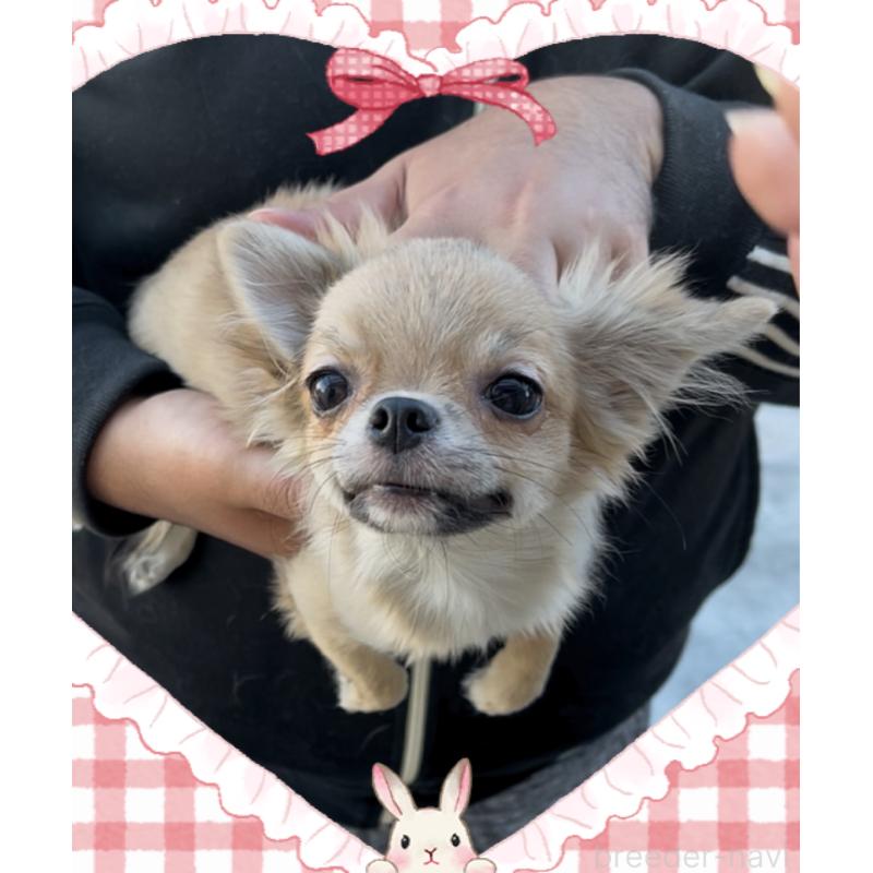 販売中の東京都のチワワ(ロングコート)-406730の7枚目