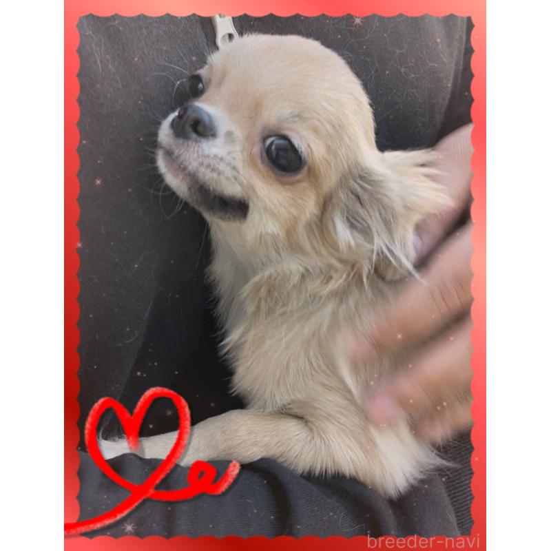 販売中の東京都のチワワ(ロングコート)-406730の6枚目