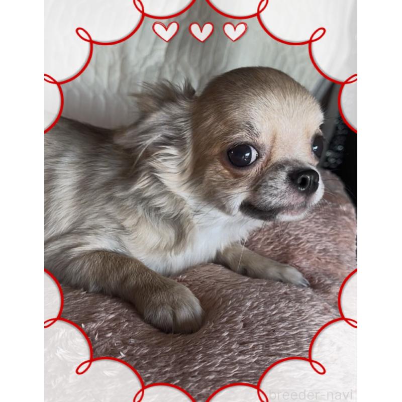 販売中の東京都のチワワ(ロングコート)-406730の5枚目