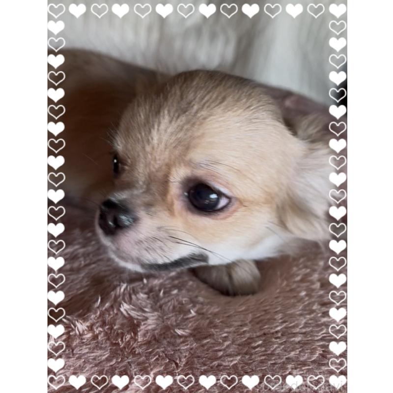 販売中の東京都のチワワ(ロングコート)-406730の4枚目